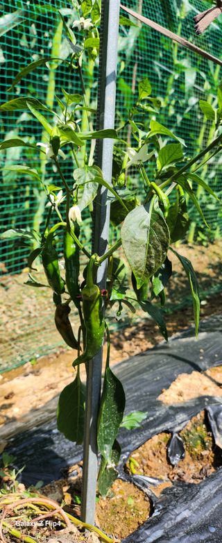 청람정상님의 자유주제 · 자유게시판 작성글 사진