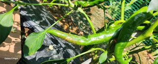 청람정상님의 자유주제 · 자유게시판 작성글 사진