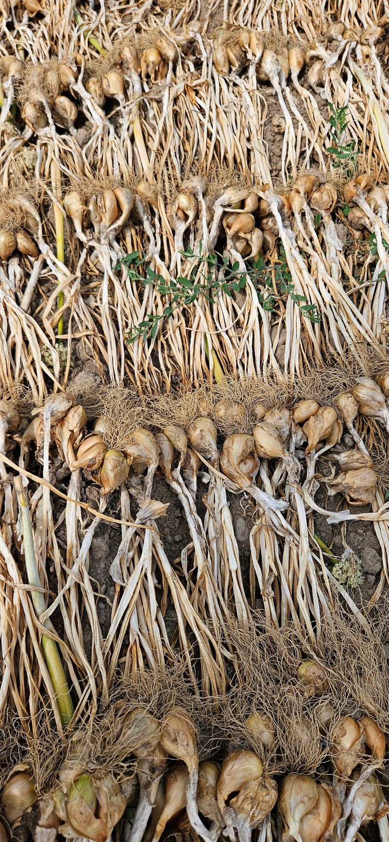 (이랑농장)김재한님의 장터 판매 상품 [쪽파씨앗(종구) 10kg (택배비 포함가)] 첨부 사진