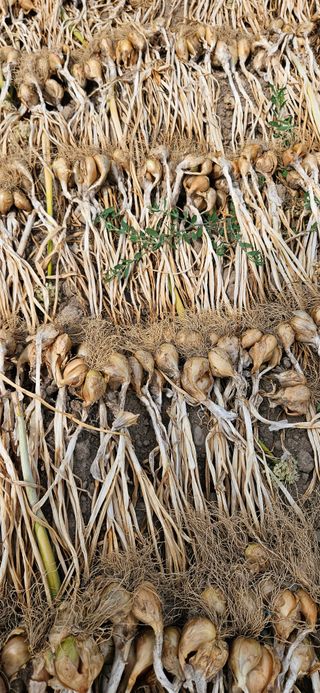 (이랑농장)김재한님의 작성글 사진