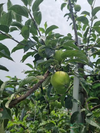 연산나무농장님의 자유주제 · 자유게시판 작성글 사진