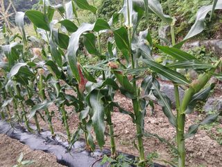 관음손가네님의 자유주제 · 자유게시판 작성글 사진