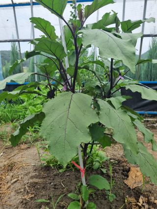 연산나무농장님의 자유주제 · 자유게시판 작성글 사진