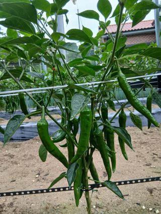 관음손가네님의 자유주제 · 자유게시판 작성글 사진