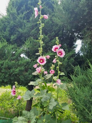 연산나무농장님의 자유주제 · 자유게시판 작성글 사진