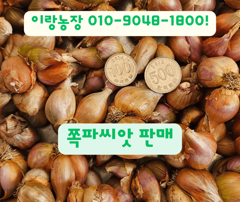 장터 상품 [쪽파씨앗(종구) 10kg (택배비 포함가)] 썸네일