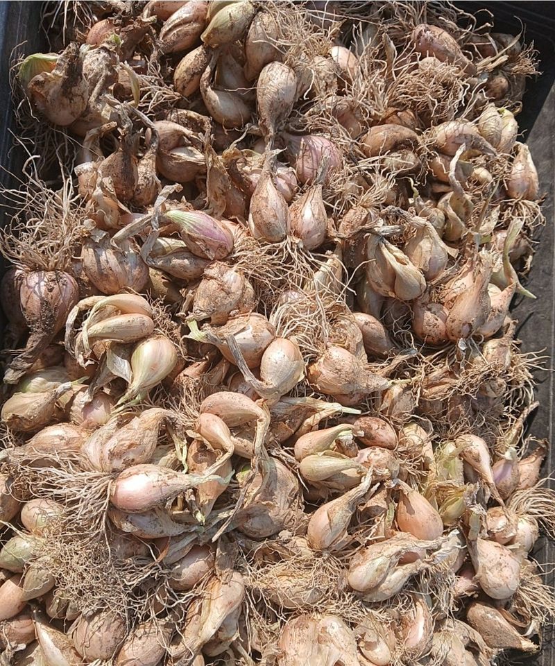 박동현님의 장터 판매 상품 [달래파 종근(2026년 예약함)] 첨부 사진