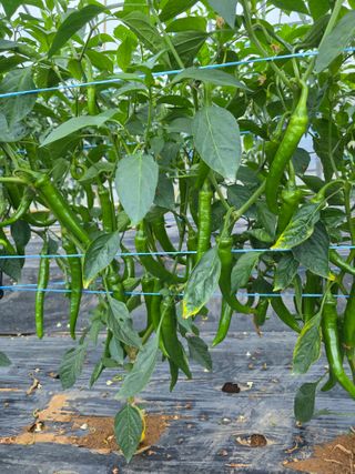 이원섭님의 농사, 무엇이든 물어보세요! · 참여글 작성글 사진