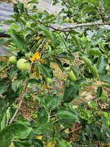 팜모닝 농사, 무엇이든 물어보세요!·참여글 게시글 이미지