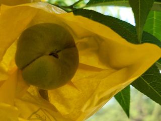 김안식~납작복숭아님의 자유주제 · 자유게시판 작성글 사진