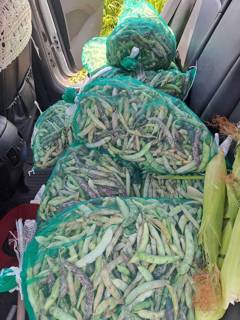 장터 상품 [호랑이 콩 ] 썸네일