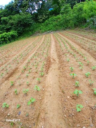 인생은 소풍처럼님의 자유주제 · 자유게시판 작성글 사진