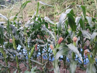 관음손가네님의 자유주제 · 자유게시판 작성글 사진
