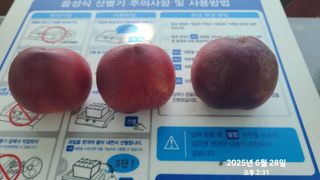 동우농장(김대욱)님의 복숭아 · 자유게시판 작성글 사진