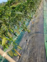 팜모닝 자유주제·자유게시판 게시글 이미지