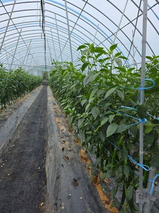 이원섭님의 농사, 무엇이든 물어보세요! · 참여글 작성글 사진