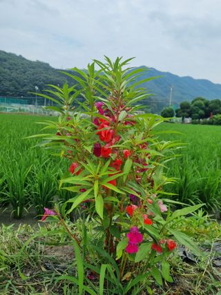 연산나무농장님의 자유주제 · 자유게시판 작성글 사진