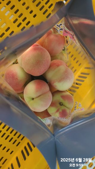 동우농장(김대욱)님의 복숭아 · 자유게시판 작성글 사진