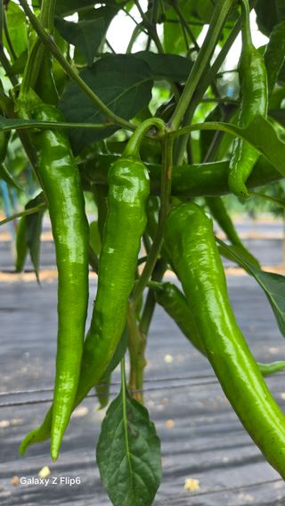 차상만님의 자유주제 · 자유게시판 작성글 사진