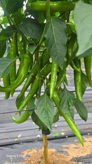 차상만님의 자유주제 · 자유게시판 작성글 사진