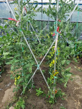 연산나무농장님의 자유주제 · 자유게시판 작성글 사진