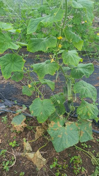 노한수님의 자유주제 · 자유게시판 작성글 사진