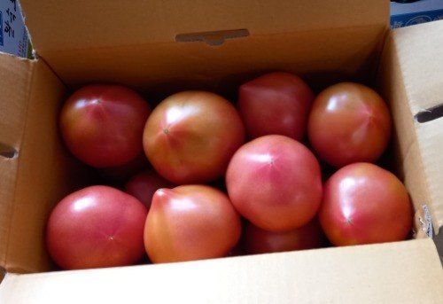 장터 상품 [구룡포 해풍 완숙 토종 찰토마토 5kg] 썸네일