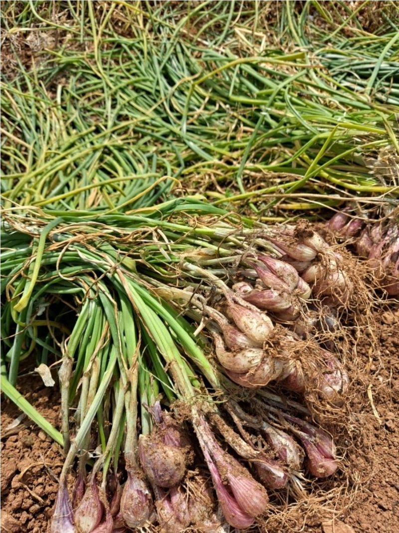 장터 상품 [달래파 종근(2026년 예약함)] 썸네일