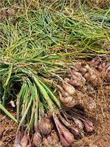 팜모닝 · 게시글 이미지