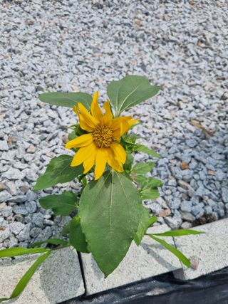 연산나무농장님의 자유주제 · 자유게시판 작성글 사진