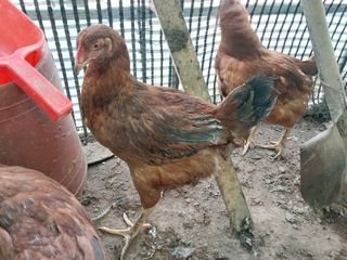 김영복님의 자유주제 · 자유게시판 작성글 사진