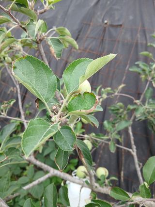 할아버지초보농사꾼님의 자유주제 · 자유게시판 작성글 사진