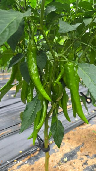 차상만님의 자유주제 · 자유게시판 작성글 사진