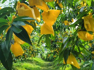 김안식~납작복숭아님의 자유주제 · 자유게시판 작성글 사진