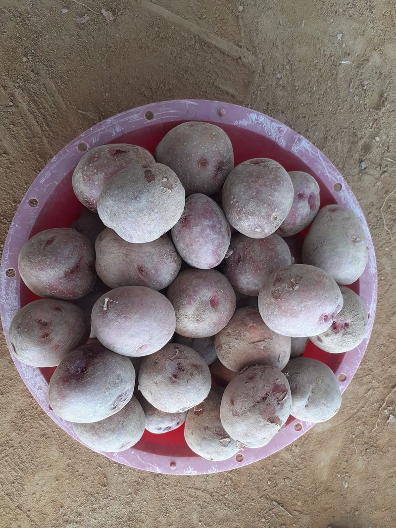 장터 상품 [홍감자10kg] 썸네일