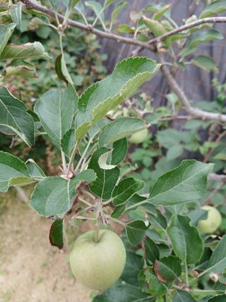 할아버지초보농사꾼님의 자유주제 · 자유게시판 작성글 사진