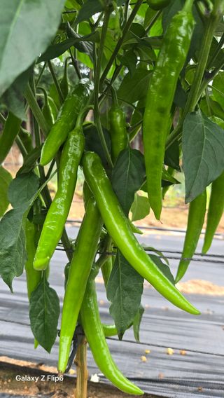 차상만님의 자유주제 · 자유게시판 작성글 사진