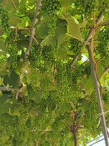 팜모닝 자유주제·자유게시판 게시글 이미지