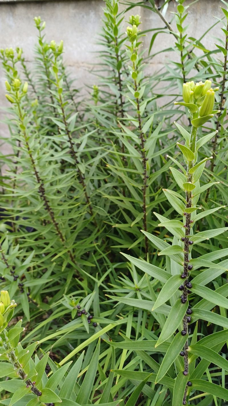 박신영님의 장터 판매 상품 [토종주아(나리꽃)팝니다] 첨부 사진