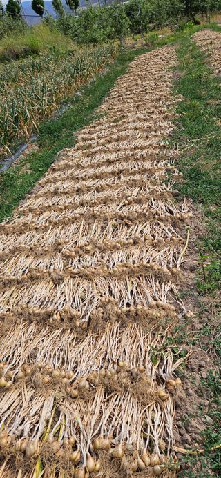 (이랑농장)김재한님의 작성글 사진