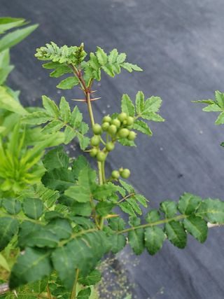 몽자아빠님의 자유주제 · 자유게시판 작성글 사진