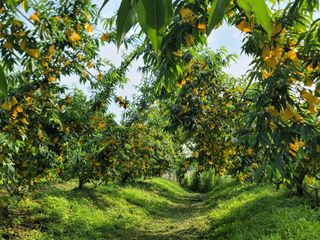 김안식~납작복숭아님의 자유주제 · 자유게시판 작성글 사진