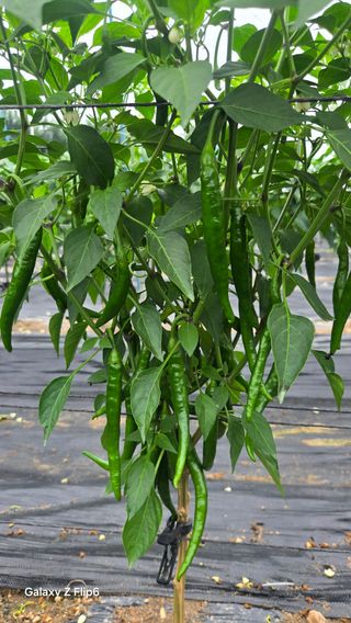 차상만님의 자유주제 · 자유게시판 작성글 사진