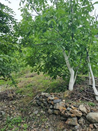 김용대님의 자유주제 · 자유게시판 작성글 사진