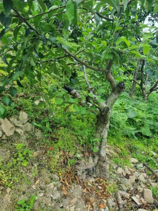 김용대님의 자유주제 · 자유게시판 작성글 사진