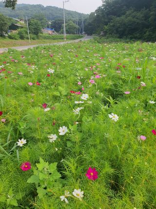 김영복님의 자유주제 · 자유게시판 작성글 사진