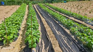 서상진님의 자유주제 · 자유게시판 작성글 사진
