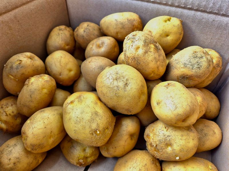 장터 상품 [수미감자 10kg] 썸네일