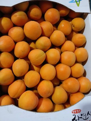 마늘 복숭아윤금자님의 자유주제 · 자유게시판 작성글 사진