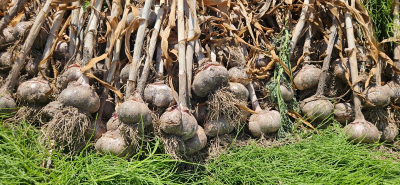 구춘봉님의 장터 판매 상품 [대서 우량종구] 첨부 사진